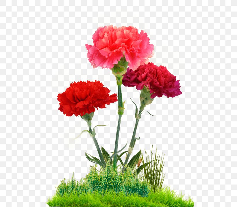 Carnation Cut Flowers Floral Design Flower Bouquet, PNG, 761x718px, Carnation, Annual Plant, Cut Flowers, Dianthus, Floral Design Download Free