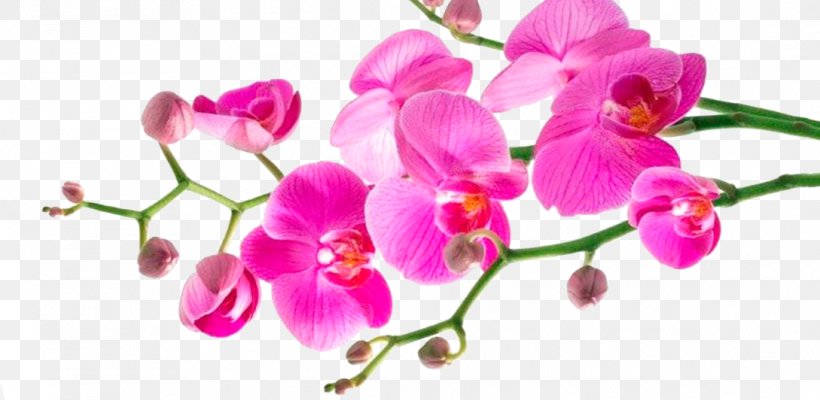Cut Flowers Therapy Relaxation Technique, PNG, 1089x532px, Flower, Blossom, Branch, Cut Flowers, Dendrobium Download Free