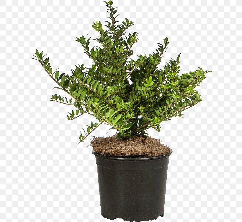 English Yew Japanese Holly Houseplant Evergreen, PNG, 619x750px, English Yew, Chinese Sweet Plum, Common Ivy, Evergreen, Flowerpot Download Free