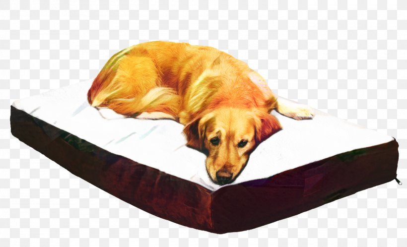 Golden Retriever Background, PNG, 1500x912px, Labrador Retriever, Bed, Breed, Companion Dog, Dog Download Free