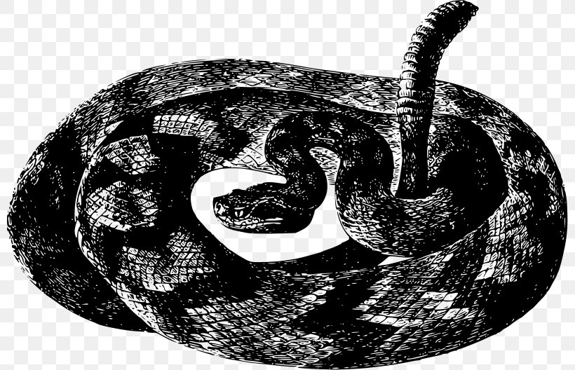 Rattlesnake Vipers Crotalus Durissus Crotalus Basiliscus, PNG, 800x528px, Snake, Animal, Black And White, Boa Constrictor, Boas Download Free