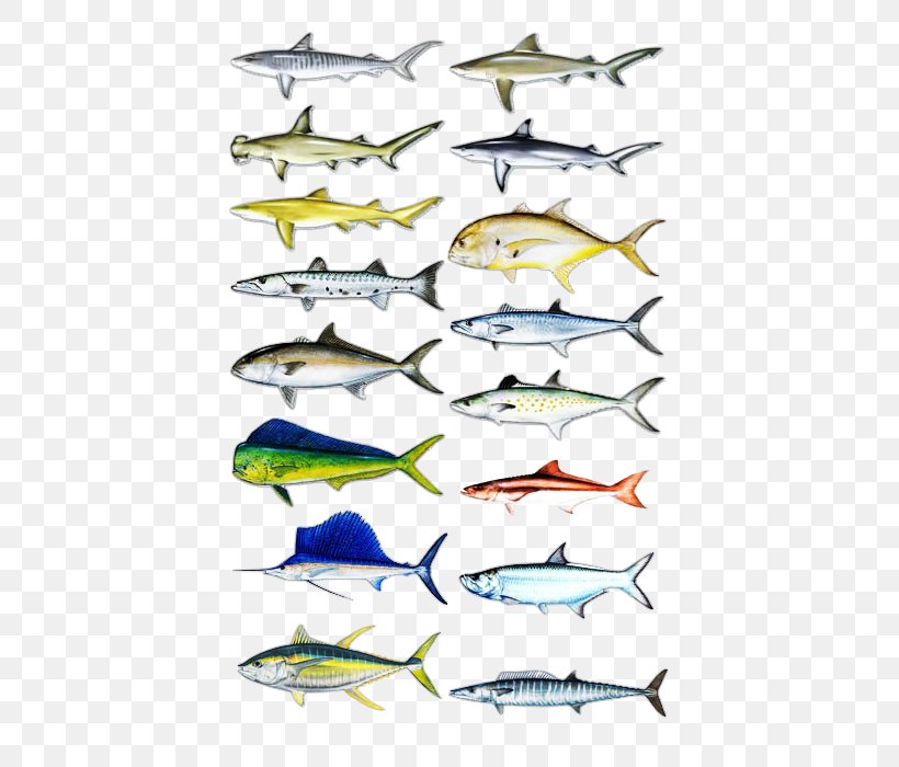 Sardine Recreational Fishing Fishing Baits & Lures, PNG, 448x700px, Sardine, Atlantic Blue Marlin, Barracuda, Ecosystem, Fauna Download Free