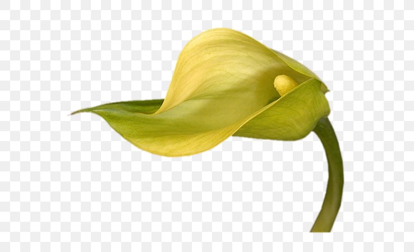 Arum Lilies Flower Yellow Arum-lily, PNG, 645x500px, Arum Lilies, Alismatales, Arum, Arumlily, Bog Arum Download Free