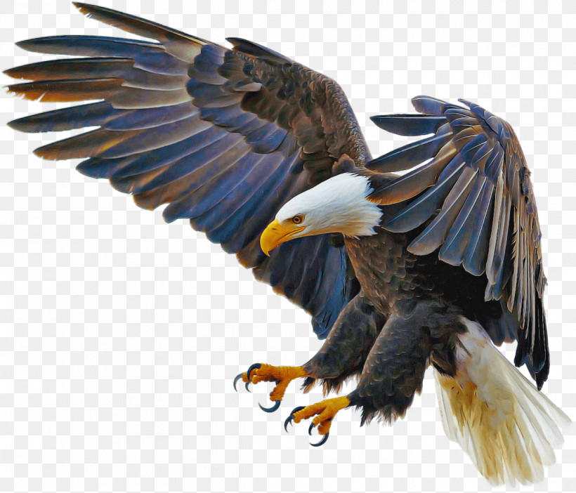 Bald Eagle Birds Golden Eagle Eagle Wedge-tailed Eagle, PNG, 1196x1024px, Bald Eagle, Birds, Blackandwhite Hawkeagle, Bubo, Decal Download Free