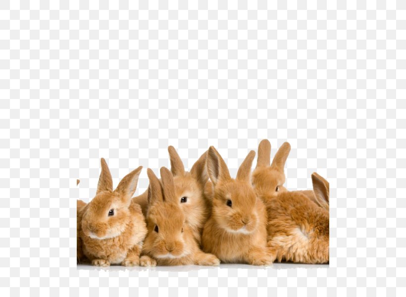 Easter Bunny Holland Lop Domestic Rabbit, PNG, 510x600px, Easter Bunny, Chocolate Bunny, Domestic Rabbit, Easter, Easter Egg Download Free