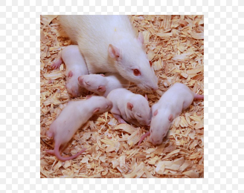 Mouse Rat Gerbil Ferret Muroids, PNG, 550x650px, Mouse, Animal, Aquarium, Fauna, Ferret Download Free