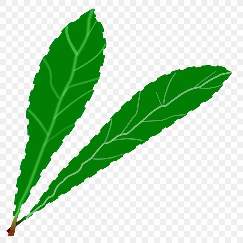 Plant Leaves Leaf Green Clip Art, PNG, 2400x2400px, Plant Leaves, Branch, Green, Hemp, Hemp Family Download Free
