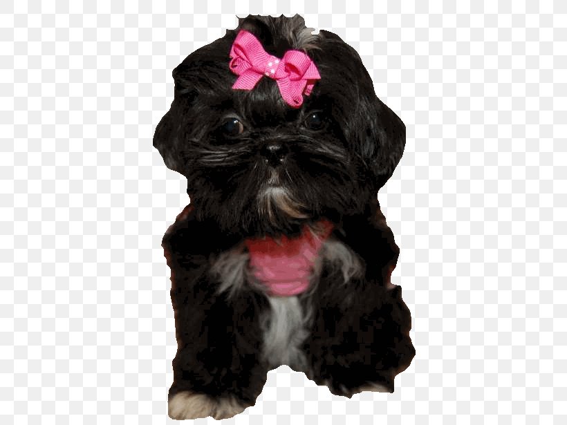 Schnoodle Shih Tzu Affenpinscher Havanese Dog Bolonka, PNG, 500x615px, Schnoodle, Affenpinscher, Bolonka, Carnivoran, Companion Dog Download Free