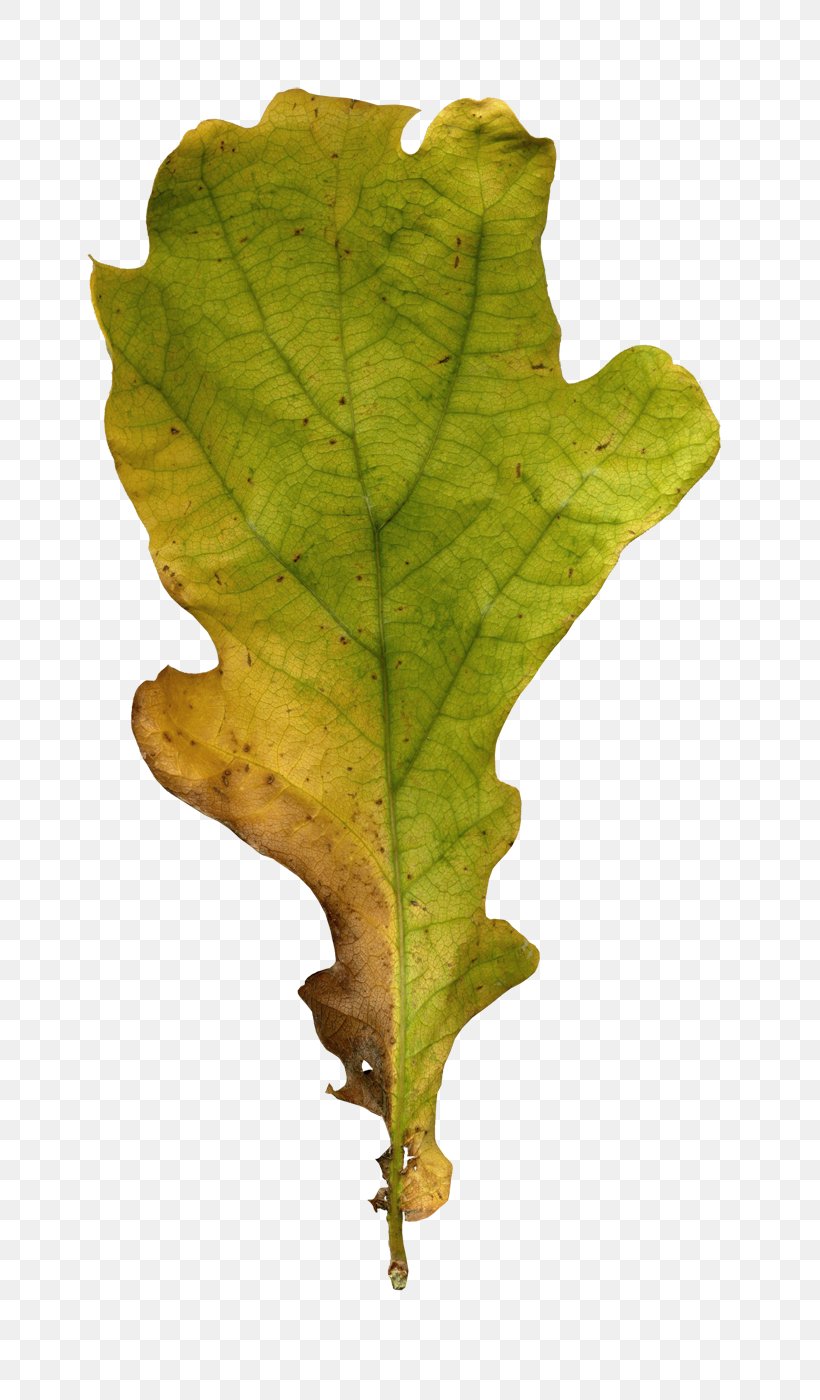 Autumn Leaves Leaf Clip Art, PNG, 656x1400px, Autumn Leaves, Cartoon, Leaf, Maple Leaf, Oak Download Free