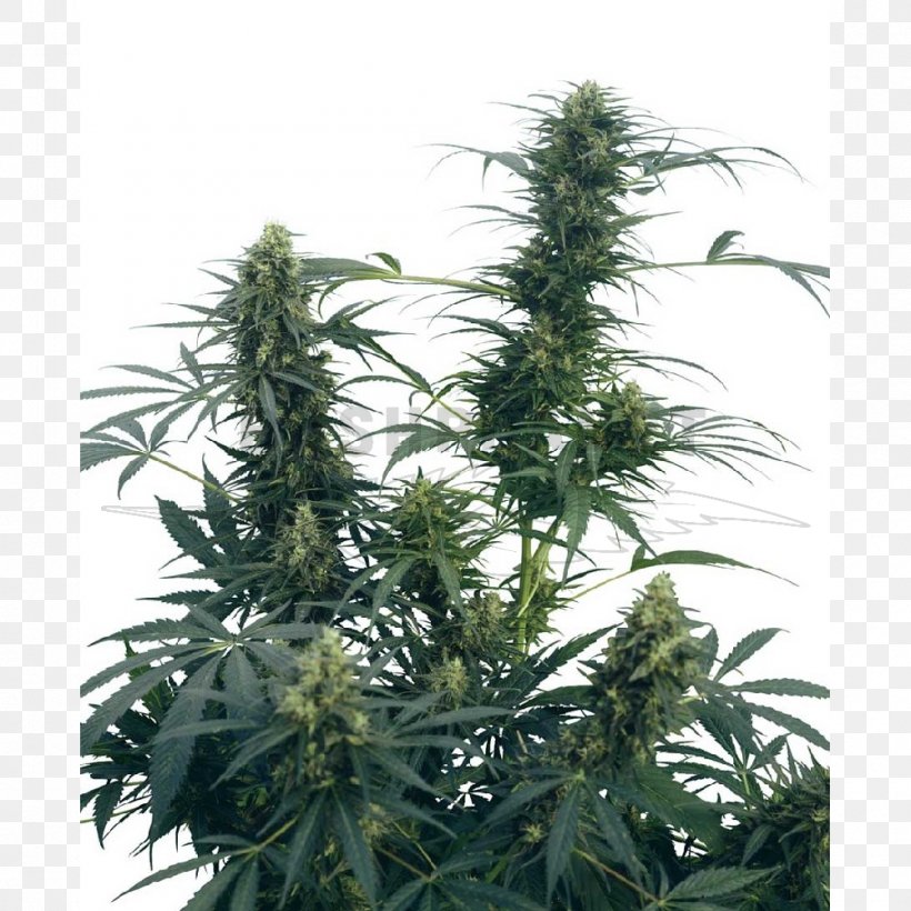 Sensi Seeds Cannabis Cultivation Kush Holland's Hope, PNG, 1000x1000px, Sensi Seeds, Ben Dronkers, Cannabis, Cannabis Cultivation, Cannabis In India Download Free