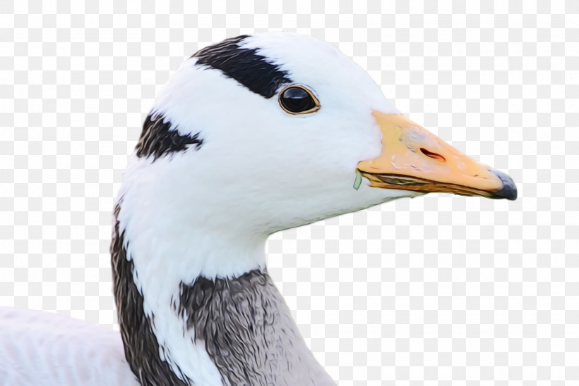 Bird Beak Goose Duck Water Bird, PNG, 1920x1284px, Goose, Albatross, Animal, Beak, Bird Download Free