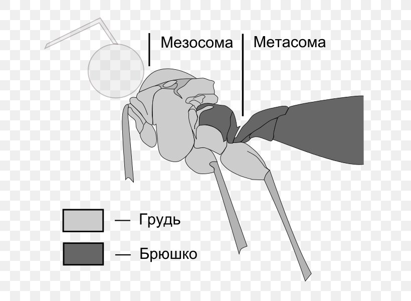 Metasoma Mesosome Mesosoma Apocrita Bee, PNG, 686x600px, Watercolor, Cartoon, Flower, Frame, Heart Download Free