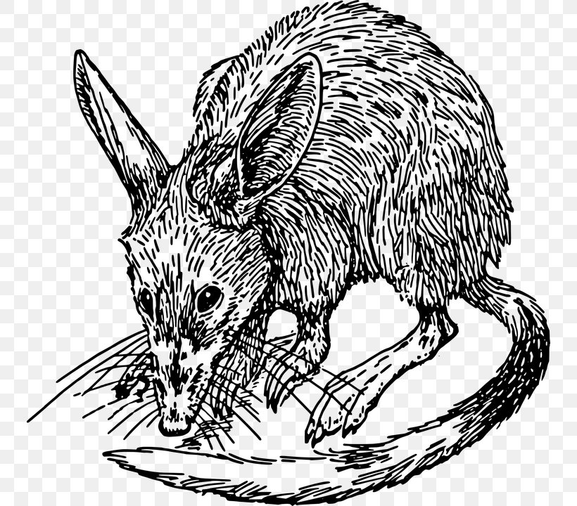 Mouse Bandicoot Clip Art, PNG, 744x720px, Mouse, Artwork, Bandicoot, Black And White, Carnivoran Download Free