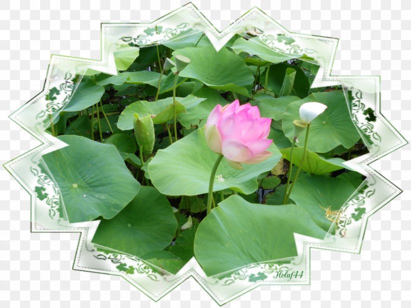 Petal Artificial Flower Leaf Annual Plant, PNG, 1000x750px, Petal, Annual Plant, Artificial Flower, Flower, Leaf Download Free