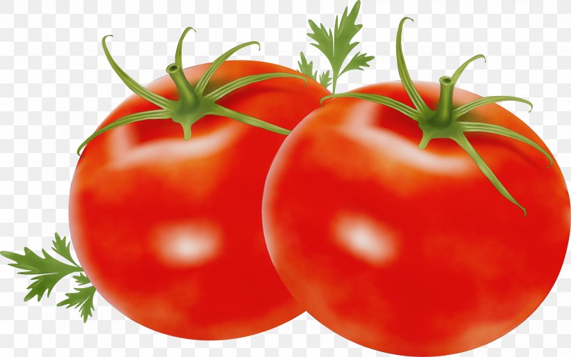 Tomato, PNG, 3552x2224px, Watercolor, Bush Tomato, Food, Fruit, Local Food Download Free