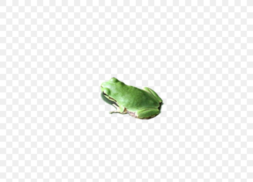 U638cu4e0au7684u5fc3 Leaf, PNG, 591x591px, Leaf, Amphibian, Coreldraw, Frog, Green Download Free