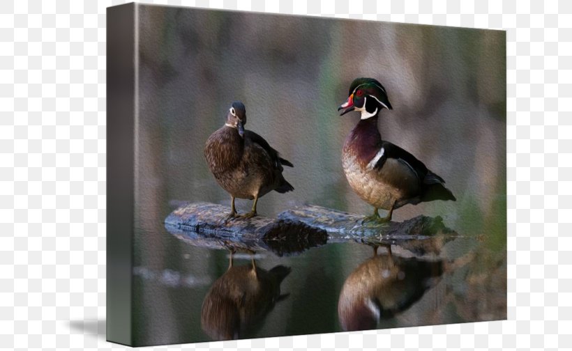 Duck Goose Fauna Feather Beak, PNG, 650x504px, Duck, Beak, Bird, Ducks Geese And Swans, Fauna Download Free
