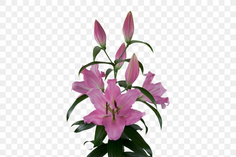 Lily Bulb Cut Flowers Plants Pink, PNG, 1023x682px, Lily, Bulb, Color, Cut Flowers, Floral Design Download Free