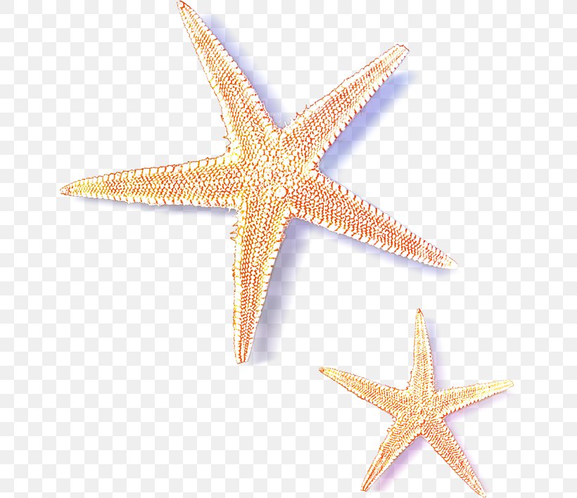 Starfish, PNG, 650x708px, Starfish, Echinoderm, Invertebrate, Marine Invertebrates Download Free