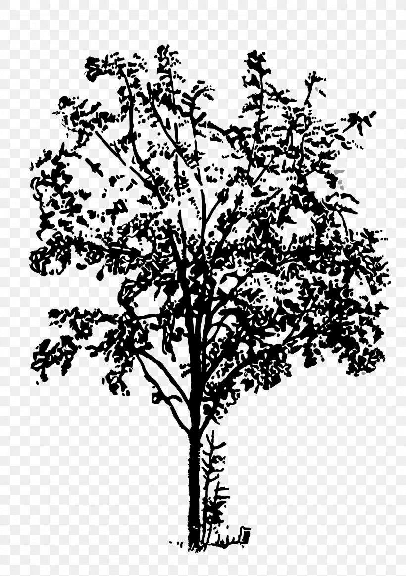 Twig Black And White Clip Art, PNG, 1691x2400px, Twig, Black And White, Branch, Flora, Flower Download Free
