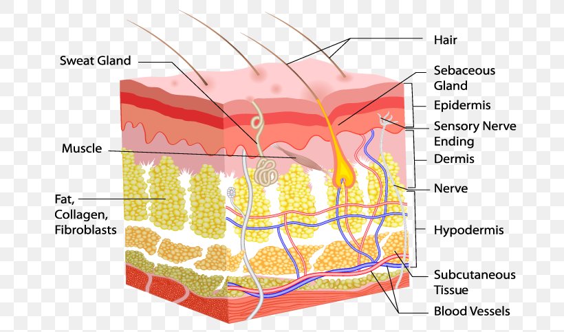 Dermis Human Skin Human Body Hair Follicle, PNG, 750x483px, Watercolor, Cartoon, Flower, Frame, Heart Download Free