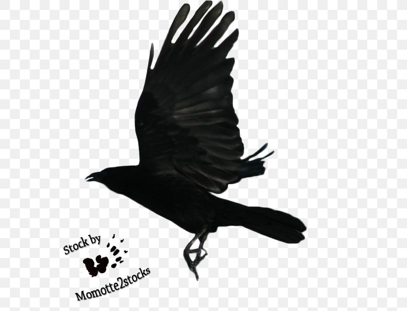 Drawing Clip Art, PNG, 595x627px, Common Raven, Alpha Compositing, American Crow, Beak, Bird Download Free