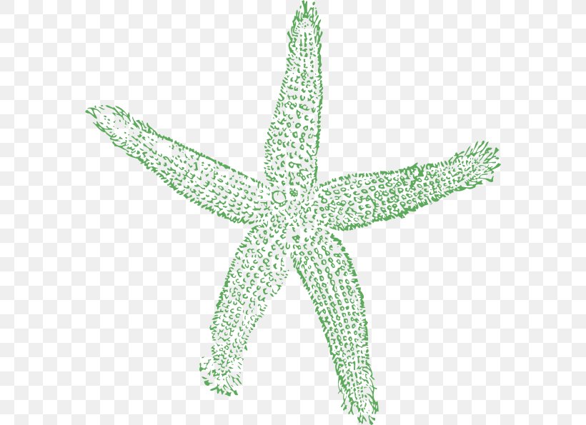 Starfish Royalty-free Clip Art, PNG, 582x595px, Starfish, Cartoon, Echinoderm, Fish, Green Download Free