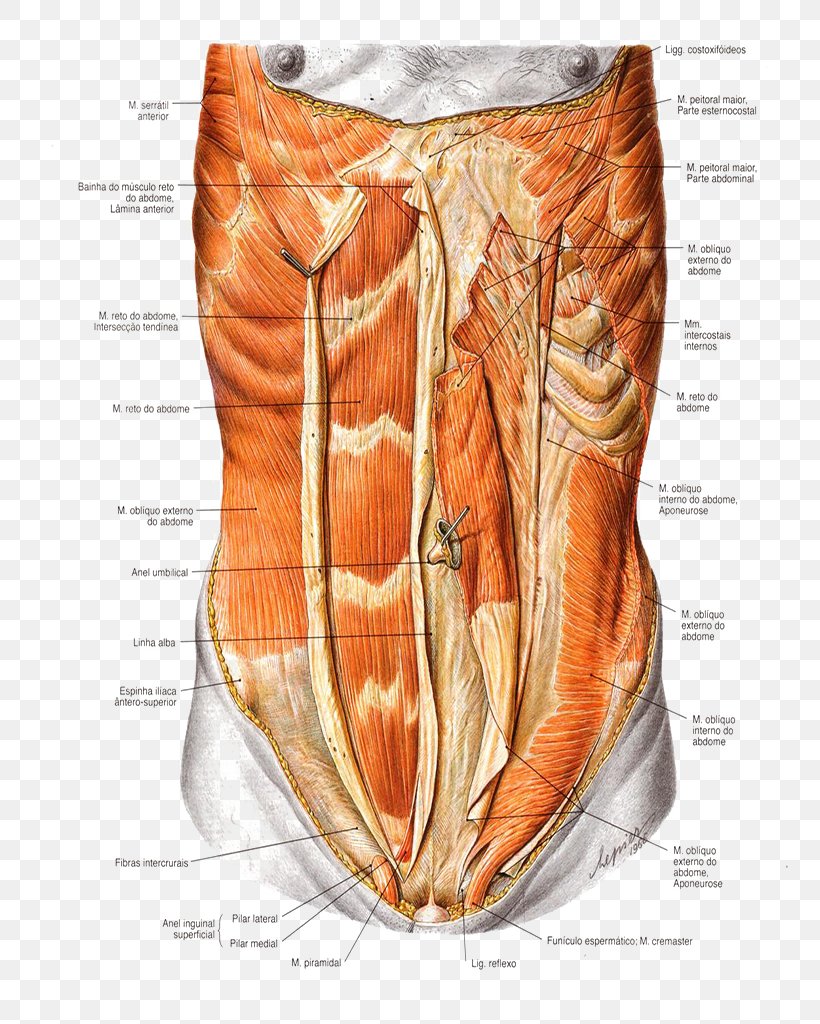Abdominal External Oblique Muscle Rectus Abdominis Muscle Abdomen Abdominal Internal Oblique Muscle Abdominal Wall, PNG, 764x1024px, Watercolor, Cartoon, Flower, Frame, Heart Download Free