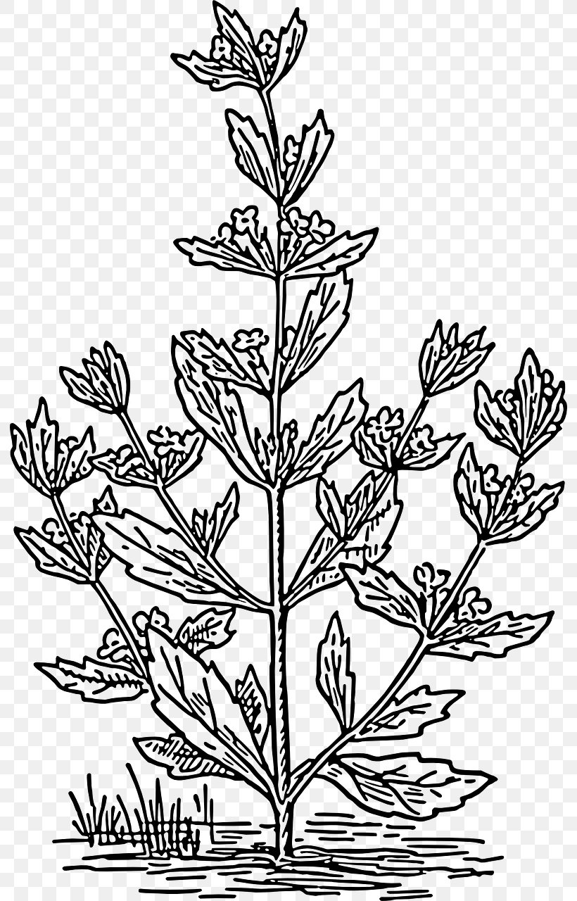 Pennyroyal Drawing Coloring Book Plant, PNG, 792x1280px, Pennyroyal, Ausmalbild, Black And White, Botany, Branch Download Free