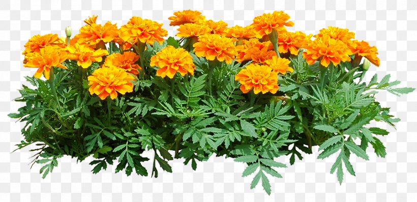 Plant Shrub Chrysanthemum Marigold, PNG, 900x437px, Plant, Annual Plant, Botanical Illustration, Botany, Chrysanthemum Download Free