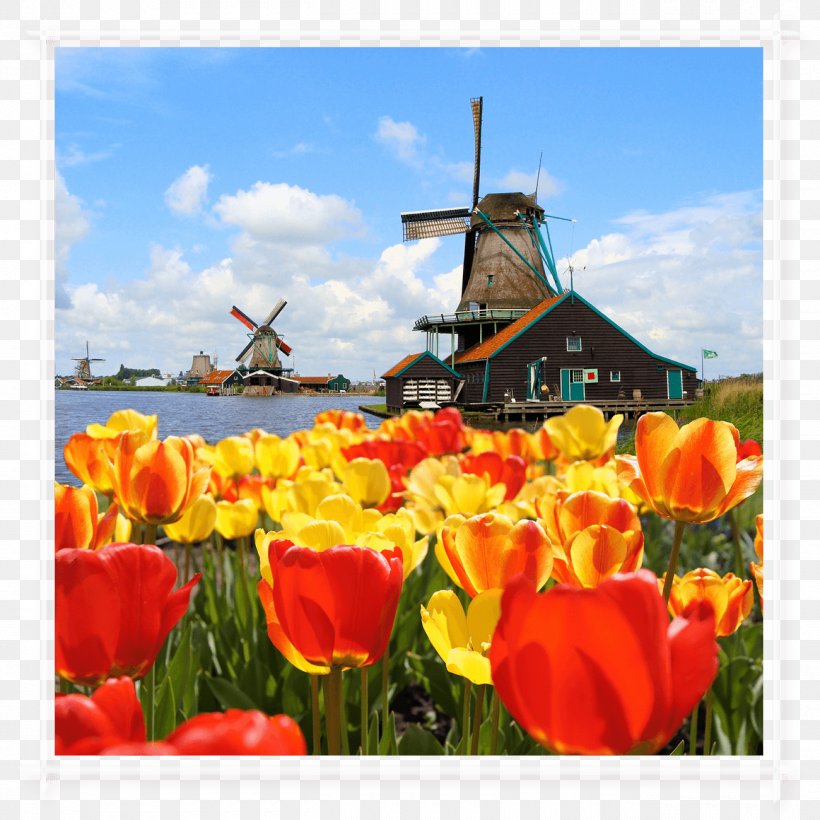 Keukenhof Zaanse Schans Windmill Madurodam Stock Photography, PNG, 1300x1300px, Keukenhof, Field, Flower, Flowering Plant, Hotel Download Free