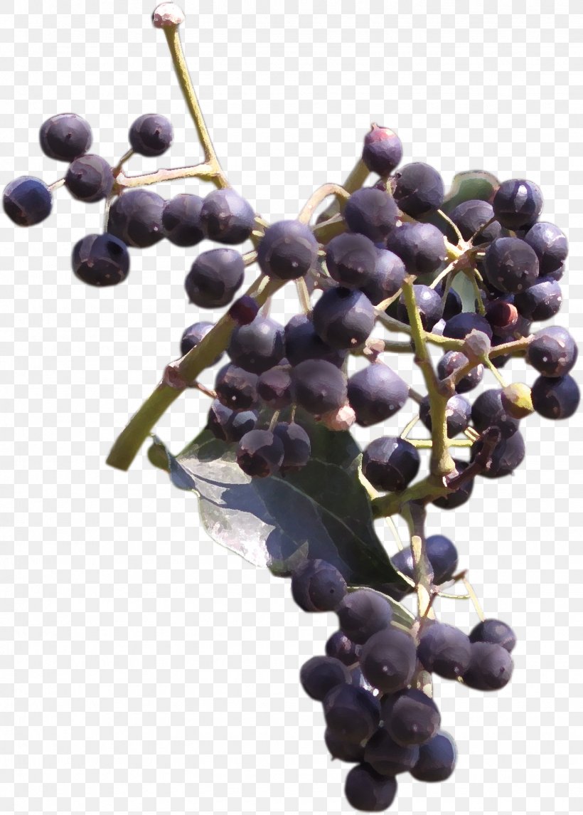 Grape Blueberry Frutti Di Bosco Bilberry, PNG, 1535x2144px, Beaujolais, Amazon Grape, Aristotelia Chilensis, Berry, Bilberry Download Free