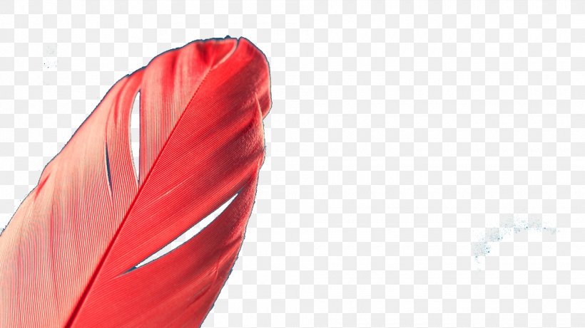 Red Feather Quill, PNG, 1920x1080px, Red, Feather, Flag, Pregnancy, Quill Download Free