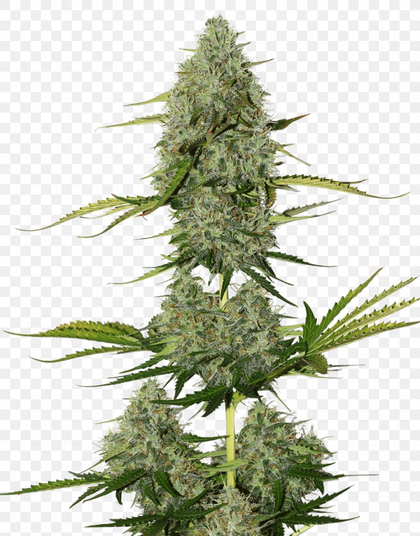 Seed Skunk Cannabis Sativa Kush, PNG, 1000x1278px, Seed, Autoflowering Cannabis, Cannabis, Cannabis Sativa, Grass Download Free