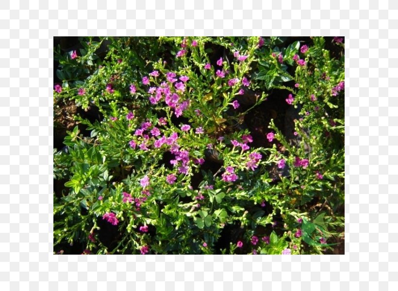 Vervain Subshrub Annual Plant Вербена М, PNG, 600x600px, Vervain, Annual Plant, Flower, Flowering Plant, Groundcover Download Free