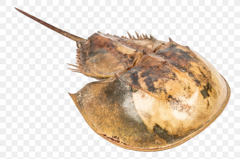 Atlantic Horseshoe Crab Seashell Pentaster Obtusatus Atrina Vexillum, PNG, 1200x798px, Horseshoe Crab, Animal Source Foods, Atlantic Horseshoe Crab, Bivalvia, Decapoda Download Free