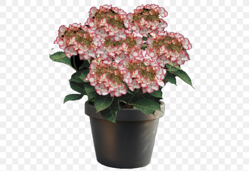 French Hydrangea Hydrangea Arborescens Plant Cut Flowers, PNG, 562x562px, French Hydrangea, Annual Plant, Bud, Cornales, Cut Flowers Download Free