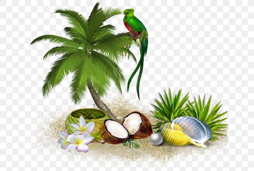 Tree Coconut Clip Art, PNG, 650x552px, Tree, Arecaceae, Arecales, Coconut, Handcolouring Of Photographs Download Free