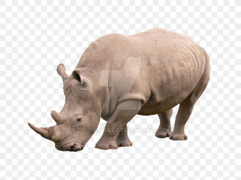 Rhinoceros African Rhino Animal Mammal, PNG, 900x671px, Rhinoceros, African Rhino, Animal, Black Rhinoceros, Fauna Download Free