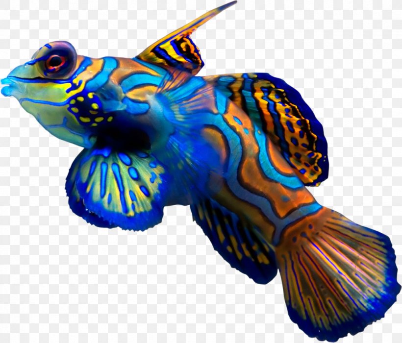 Synchiropus Splendidus Fish Ocellated Dragonet Reef Aquarium, PNG, 1023x874px, Synchiropus Splendidus, Aquarium, Color, Coral Reef Fish, Dragonet Download Free