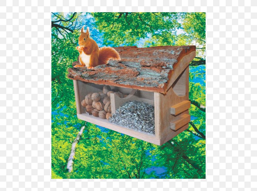 Red Squirrel Owl Bird House, PNG, 610x610px, Red Squirrel, Animal, Bird, Buffet, Cold Download Free