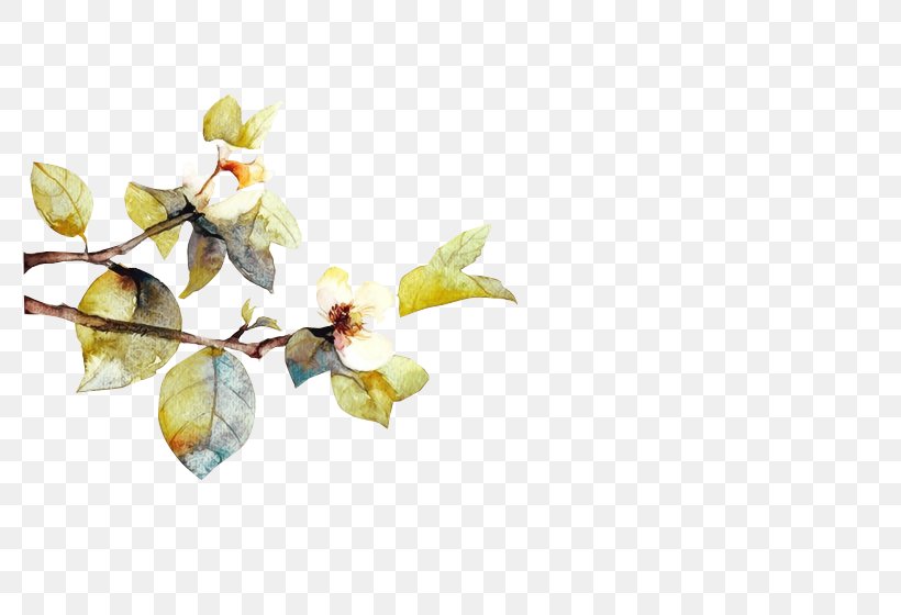 Watercolor Painting, PNG, 798x560px, Watercolor Painting, Art, Blossom, Branch, Drawing Download Free