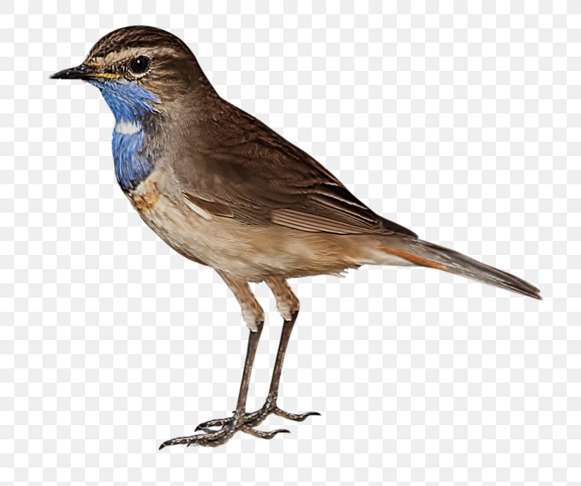 Bird Image Clip Art Download, PNG, 800x686px, Bird, Animal, Beak, Copyright, Emberizidae Download Free