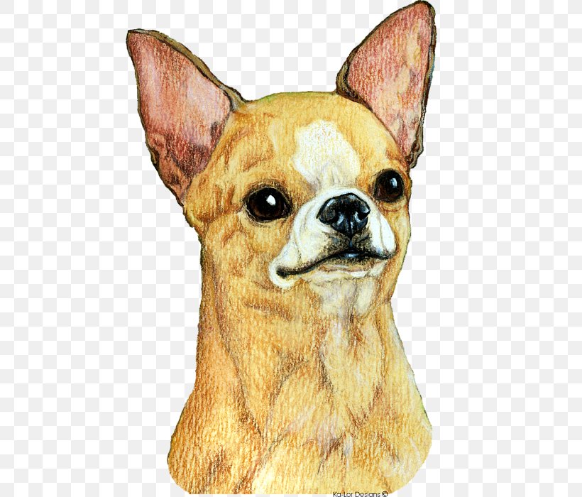Chihuahua Dog Breed Companion Dog Toy Dog Whiskers, PNG, 498x700px, Chihuahua, Breed, Car, Carnivoran, Companion Dog Download Free