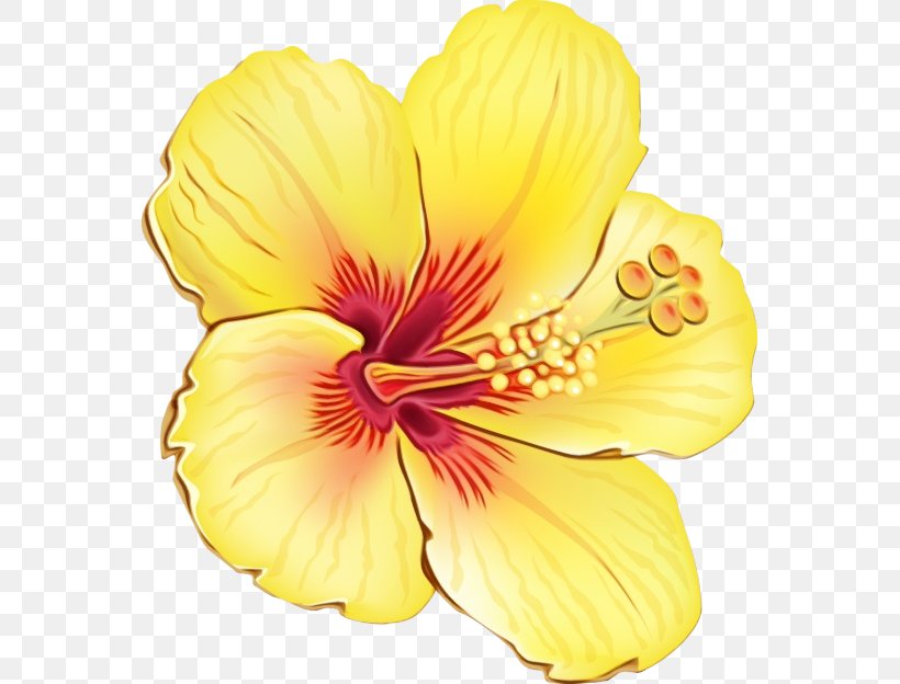 Flowering Plant Flower Petal Yellow Hibiscus, PNG, 561x624px, Watercolor, Flower, Flowering Plant, Hawaiian Hibiscus, Hibiscus Download Free