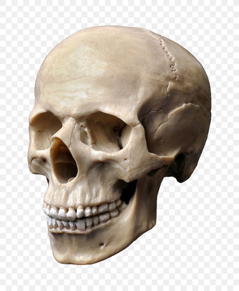 Human Skull Stock Photography Human Skeleton Human Head, PNG, 729x1000px, Skull, Bone, Depositphotos, Face, Head Download Free