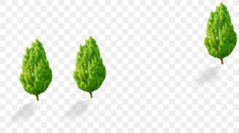 Leaf Tree Pattern, PNG, 916x512px, Leaf, Grass, Plant, Tree Download Free