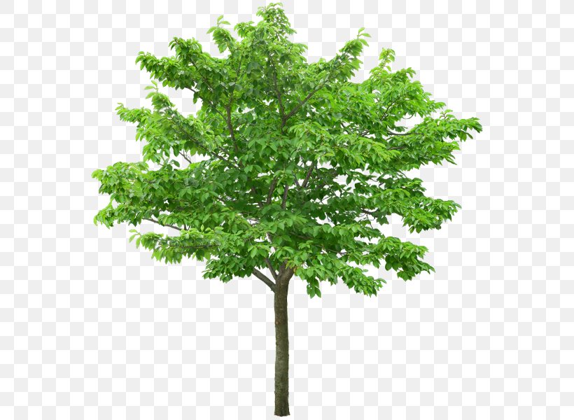 Stock Photography Tree Royalty-free Clip Art, PNG, 576x600px, Stock Photography, Branch, Landscape Architecture, Leaf, Photography Download Free