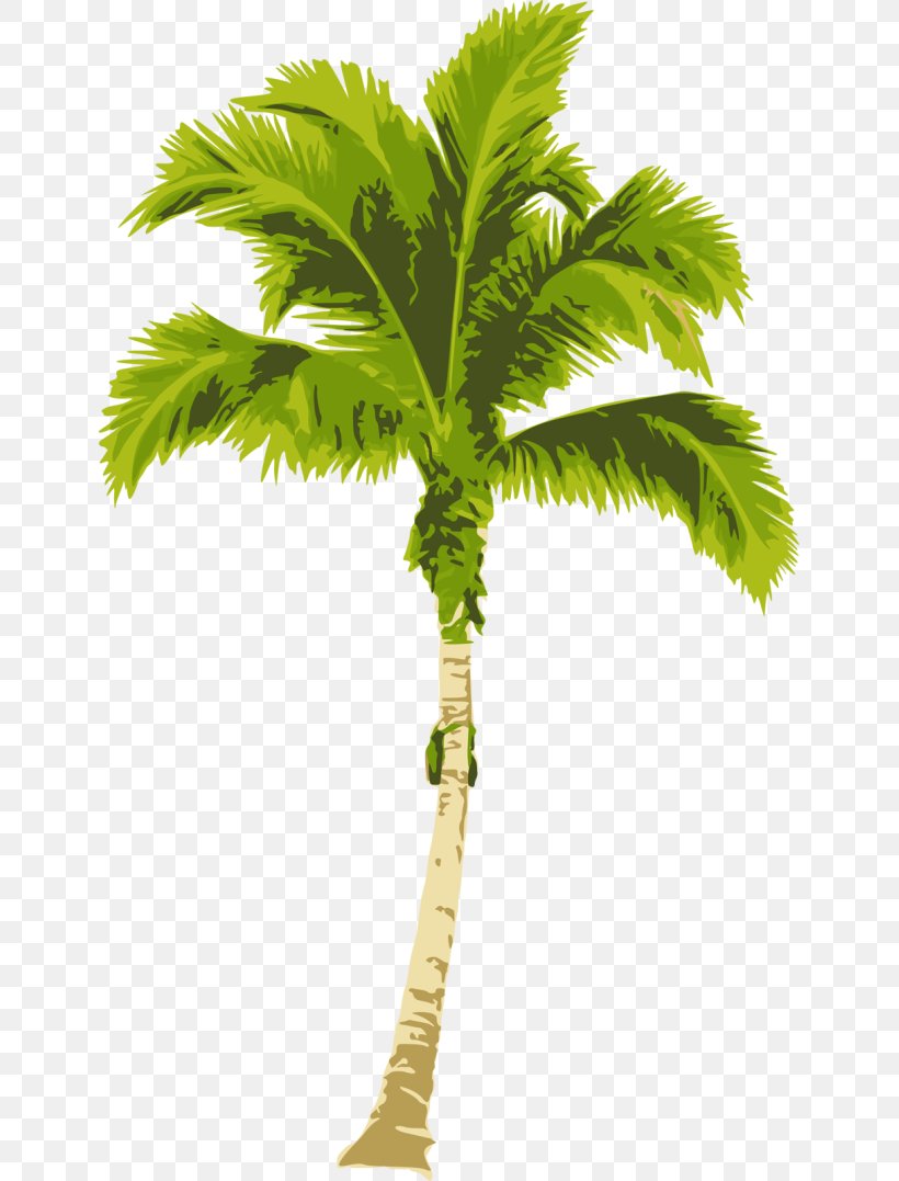 Arecaceae Clip Art, PNG, 639x1077px, Arecaceae, Arecales, Attalea Speciosa, Borassus Flabellifer, Coconut Download Free