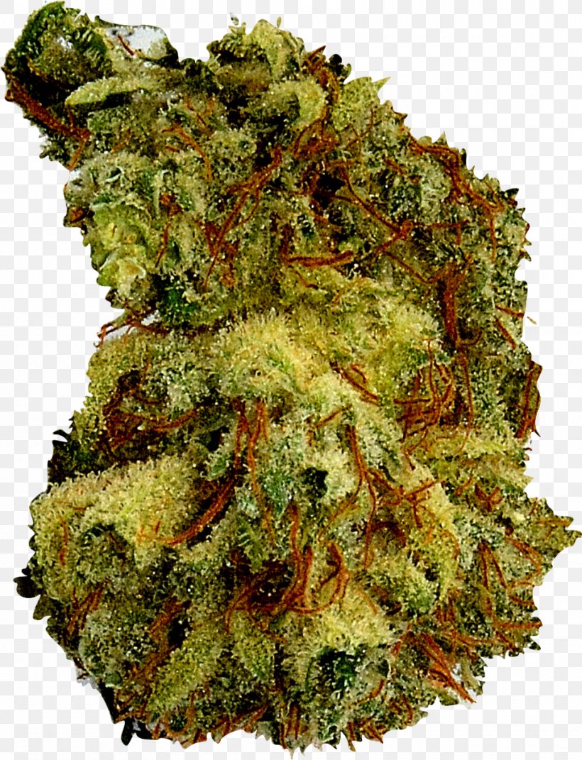 Cannabis Leaf Vegetable Hemp, PNG, 960x1254px, Cannabis, Hemp, Hemp Family, Leaf Vegetable Download Free